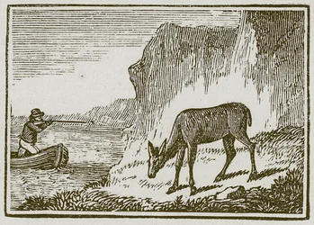 Die einäugige Hirschkuh