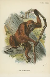 Der Orang-Utan