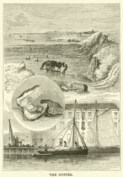 Die Auster (Gravur)