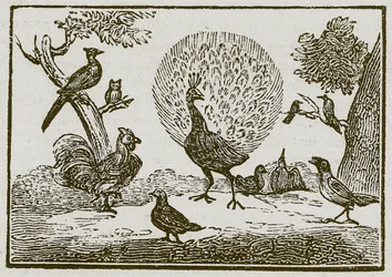 Der Pfau und die Elster (Gravur)