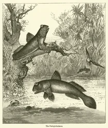 Der Periophthalmus (Gravur)