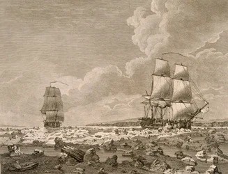 Das Rennpferd und der Kadaver, die sich durch das Eis zwängen, 10. August 1773, aus A Voyage Towards the North Pole Undertaken by His Majesty