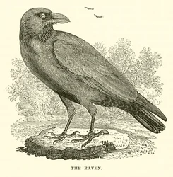 Der Rabe (Gravur)