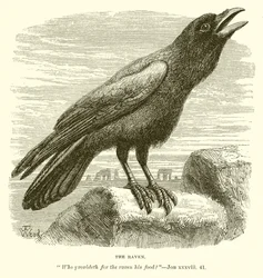Der Rabe