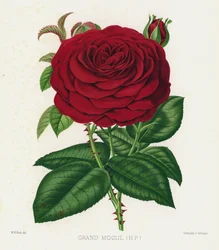 Der Rosengarten: Großmogul, HP