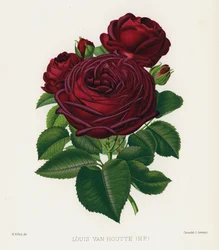 Der Rosengarten: Louis Van Houtte, HP