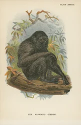 Der Siamang-Gibbon