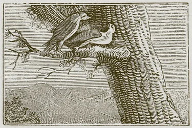 Der kranke Milan (Gravur)