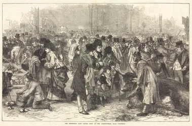 Die Smithfield Club Viehschau in der Landwirtschaftshalle, Islington