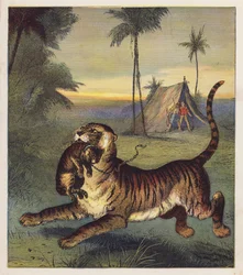 Das Tigerjunge
