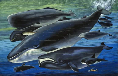 Die Walfamilie, Illustration aus 