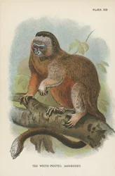 Der Weißfußmarmoset