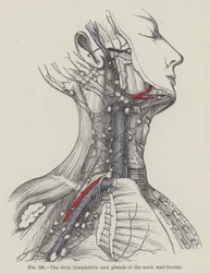 Die tiefen Lymphgefäße und Drüsen des Halses und Thorax