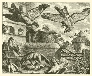 Der Drachen und die Tauben