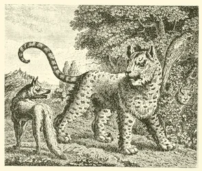 Der Leopard und der Fuchs