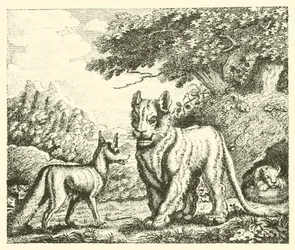 Die Löwin und der Fuchs (Gravur)