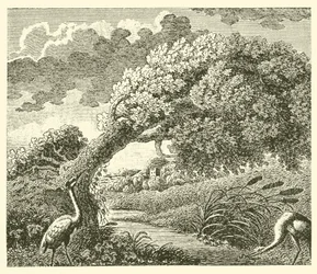 Die Eiche und das Schilfrohr