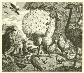 Der Pfau und die Elster