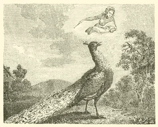 Die Beschwerde des Pfaus