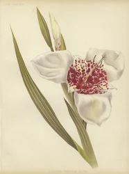 Tigridia pavonia Alba