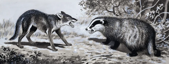 Zahn und Klaue: Tiere im Kampf