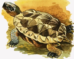 Schildkröte