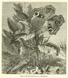 Verwandlungen eines Schmetterlings