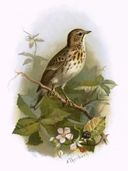 Baumpieper