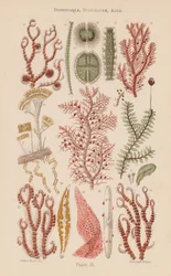 Unter dem Mikroskop: Desmidiaceae, Diatomaceae, Algen