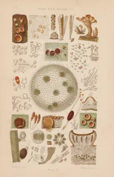 Unter dem Mikroskop: Pilze, Algen, Flechten usw.