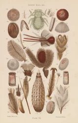 Unter dem Mikroskop: Insekteneier usw.