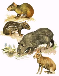 Montage nicht identifizierter Tiere