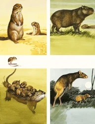 Unidentifizierte Tiere Montage einschließlich Nutria