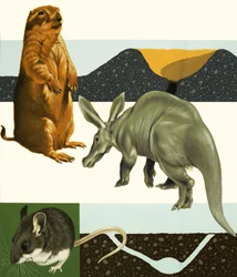 Unidentifizierte Tiere Montage einschließlich Präriehund und Erdferkel