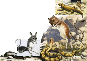 Unidentifizierte Tiere Montage mit Springmaus, Schlange und Skorpion