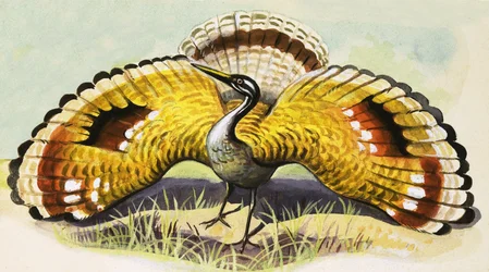 Unidentifizierter Vogel