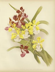 Vanda insignis und var scroederiana