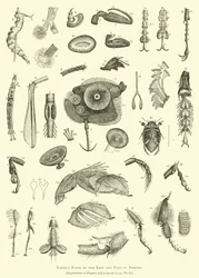 Verschiedene Teile der Beine und Füße von Insekten