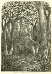 Vegetation der Karbon- oder Kohleperiode
