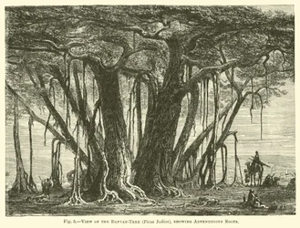 Ansicht des Banyanbaums (Ficus Indica), mit Adventivwurzeln
