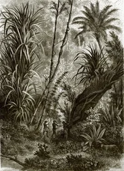Urwald in Kar-Nikobar (Indischer Ozean)
