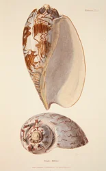 Voluta Miltonis, veröffentlicht 1833, handkolorierter Stich