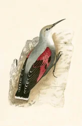 Mauerläufer, Illustration aus 