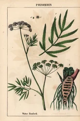 Wasserschierling zeigt Blätter, Wurzelstruktur und Blüten. Cicuta virosa, aus 