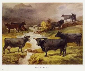 Walisisches Vieh