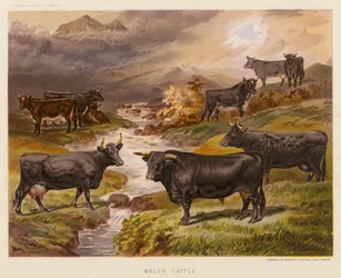 Walisische Rinder