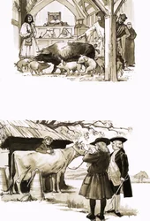 Als Tiere vor Gericht gestellt wurden