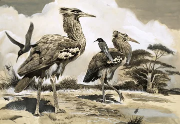 Wenn der Bienenfresser nach einer Mahlzeit sucht, nimmt er eine Mitfahrgelegenheit auf dem Rücken des größeren Kori Bustard