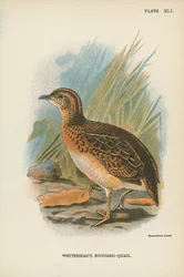 Whiteheads Trappe