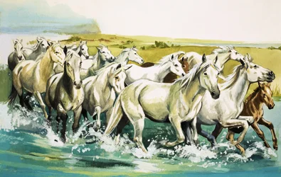 Wilde Pferde der Camargue, 1971